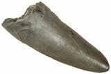 Serrated, Triassic Reptile (Postosuchus?) Tooth - Arizona #321046-1